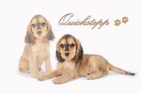 Quickstepp - Frieda5